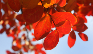 glückose idealgewicht gesund durch den herbst